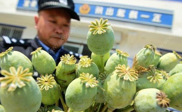 大妈为了炖肉种390株罂粟，种罂粟违法吗？(3)